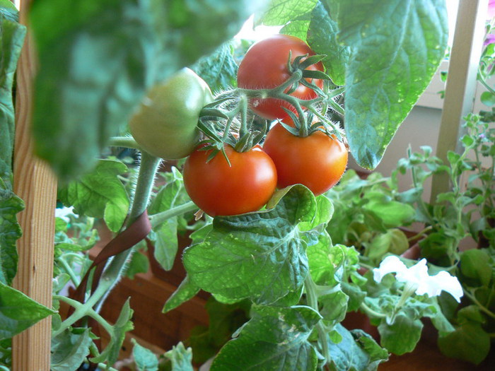 Secrets of Growing Tomatoes at Home